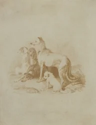 Een Groep van Vijf Honden